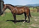 Canadian - Horse for Sale in Armstrong, BC Canadian - Horse for Sale in Armstrong, BC
