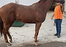 Quarter Horse - Horse for Sale in Des Moines, IA 50316