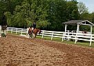 Amazing Horse Dont Miss OUT!!!! Quarter Horse Mare