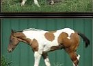 Mare Paint Mare