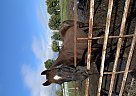 Thoroughbred - Horse for Sale in Wakarusa, IN 46573 Thoroughbred - Horse for Sale in Wakarusa, IN 46573