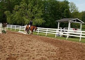 Quarter Horse - Horse for Sale in Portland, CT 
