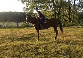 Quarter Horse (Quarter Horse, Mare) in Portland, CT
