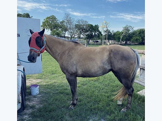 AQHA Chocolate Palomino
