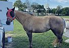 Quarter Horse - Horse for Sale in Pearsall, TX 78061 Quarter Horse - Horse for Sale in Pearsall, TX 78061