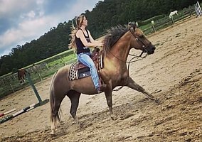 Quarter Horse (Quarter Horse, Mare) in Pearsall, TX