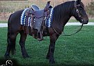 Fell Pony - Horse for Sale in , OH 44691