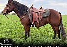 Pony - Horse for Sale in , KS 67501