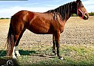 Quarter Horse - Horse for Sale in , IL 62298