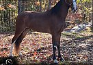 Kentucky Mountain - Horse for Sale in Princeton, WV 24739