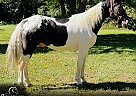Walkaloosa - Horse for Sale in Tompkinsville, KY 65742