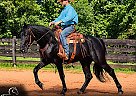 Friesian - Horse for Sale in Rogersville, MO 65742