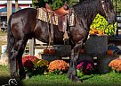 Friesian - Horse for Sale in Shipshewana, IN 46565