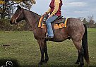 Quarter Horse - Horse for Sale in Gladwin, MI 48624