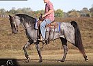 Tennessee Walking - Horse for Sale in Brodhead, KY 42634