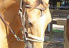 Buckskin Mare for Trail Riding Lady Tramp