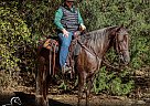 Tennessee Walking - Horse for Sale in , TN 37160