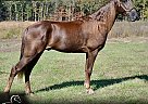 Tennessee Walking - Horse for Sale in Park Hills, MO 63601