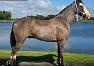 Saddlebred - Horse for Sale in New Haven, KY 40051