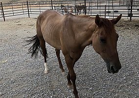 Quarter Horse (Quarter Horse, Mare) in Morenci, AZ