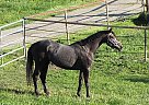 Canadian - Horse for Sale in Armstrong, BC 