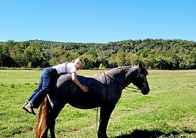 Draft (Percheron, Belgian, Clydesdale, Shire) (Draft (Percheron, Belgian, Clydesdale, Shire), Mare) in Taneyville, MO