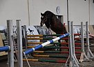 LoganoSakramento - Gelding in Vilnius,Lithuania, LoganoSakramento - Gelding in Vilnius,Lithuania,