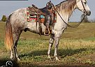 Missouri Fox Trotter - Horse for Sale in , KY 42503