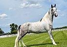 Tennessee Walking - Horse for Sale in , TN 37091