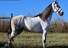 Tennessee Walking - Horse for Sale in , TN 37160