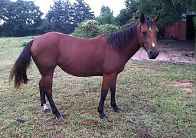 Quarter Horse (Quarter Horse, Mare) in Madison, GA