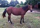 Quarter Horse - Horse for Sale in Madison, GA 30650