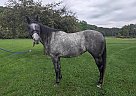 American Warmblood - Horse for Sale in Massachusetts, MA 02382