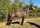 Kentucky Mountain - Horse for Sale in WHITLEY CITY, KY 42653