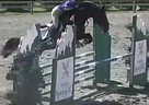 Warmblood - Horse for Sale in Armstrong, BC Warmblood - Horse for Sale in Armstrong, BC