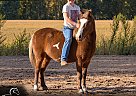 Pony - Horse for Sale in Camden, MI 46785
