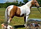 Tennessee Walking - Horse for Sale in , TN 37091 Tennessee Walking - Horse for Sale in , TN 37091