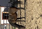 Paso Fino - Horse for Sale in Lancaster, CA 93536