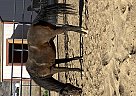 Paso Fino - Horse for Sale in Lancaster, CA 93536 Paso Fino - Horse for Sale in Lancaster, CA 93536