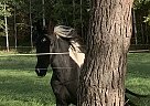 Domino - Gelding in McKean, PA Domino - Gelding in McKean, PA
