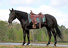 Quarter Horse - Horse for Sale in Longmeadow, MA 01106