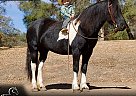 Gypsy Vanner - Horse for Sale in Fort Collins, CO 80524