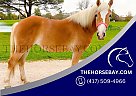 Haflinger - Horse for Sale in Marine City, MI 48039