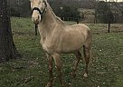 Sleet of Gold - Gelding in White Mills, KY Sleet of Gold - Gelding in White Mills, KY