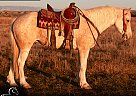 Draft - Horse for Sale in Powell, WY 82435