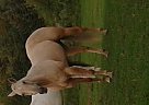 Quarter Horse Mare for Sale in Cloquet, Minnesota Quarter Horse Mare for Sale in Cloquet, Minnesota
