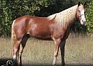 Missouri Fox Trotter - Horse for Sale in , MO 63028
