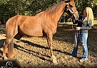 Tennessee Walking - Horse for Sale in , TN 38305