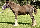 Gypsy Vanner - Horse for Sale in , FL 34482
