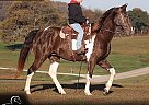 Tennessee Walking - Horse for Sale in Parkers Lake, KY 42634